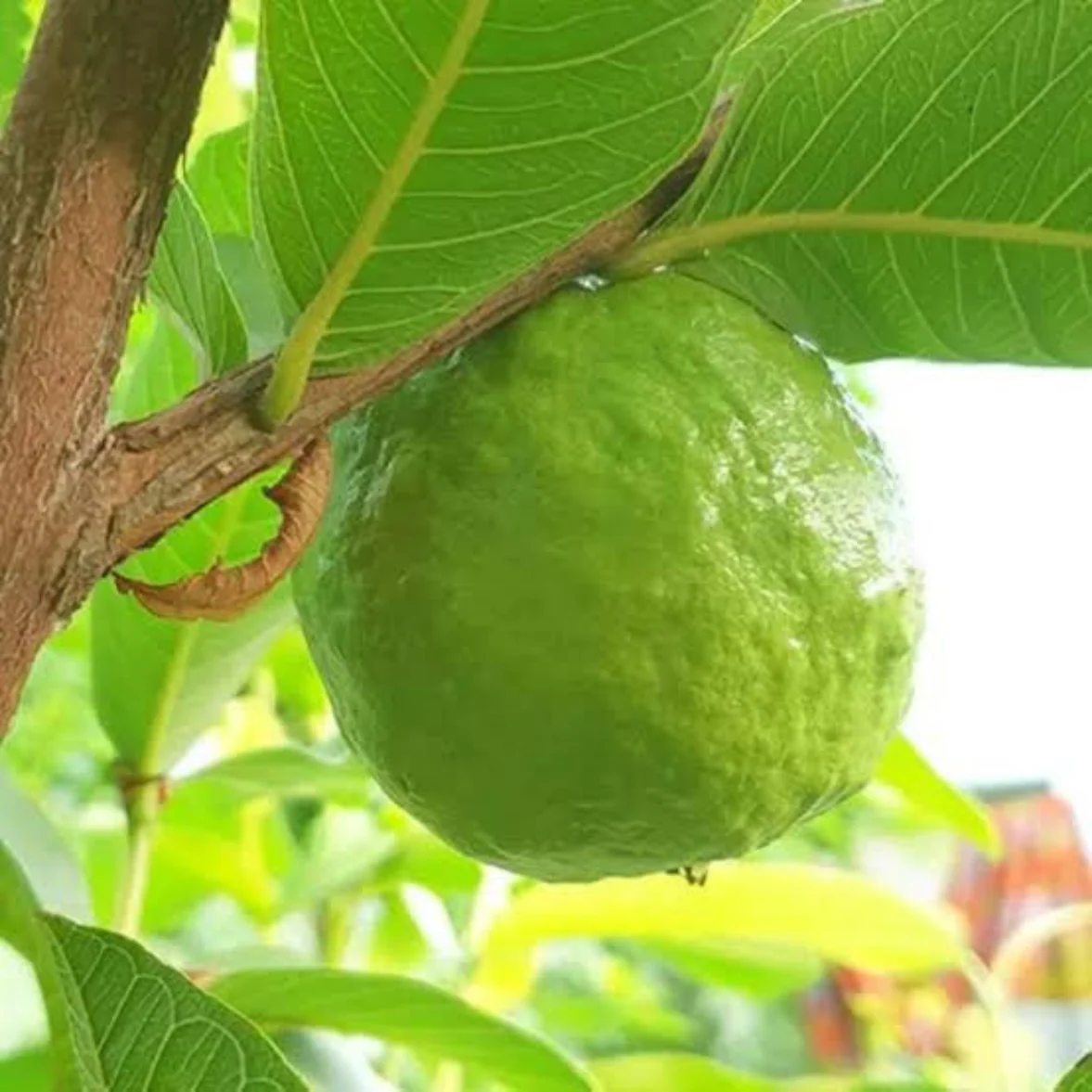 Taiwan Light Pink Guava thumbnail 2