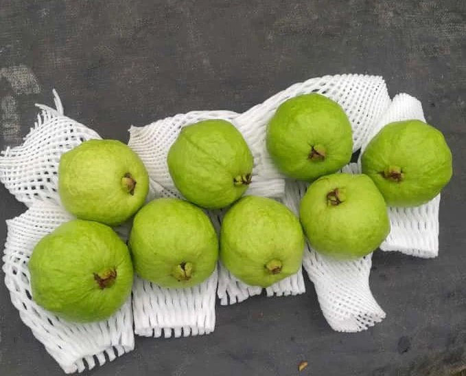 Taiwan Light Pink Guava thumbnail 3