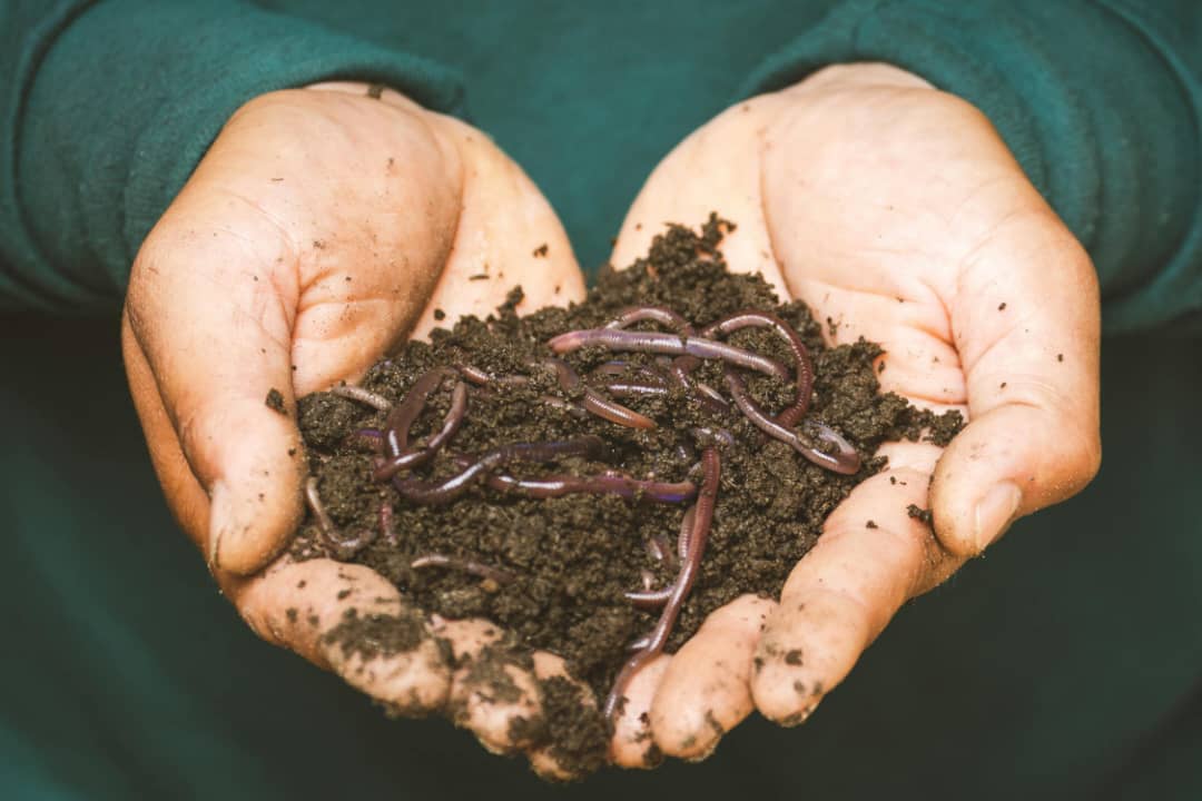 Lombricomposteur الفيرميكمبوستر المنزلي لتدوير نفايات المطبخ وإنتاج أجود الأسمدة النباتية  image 10