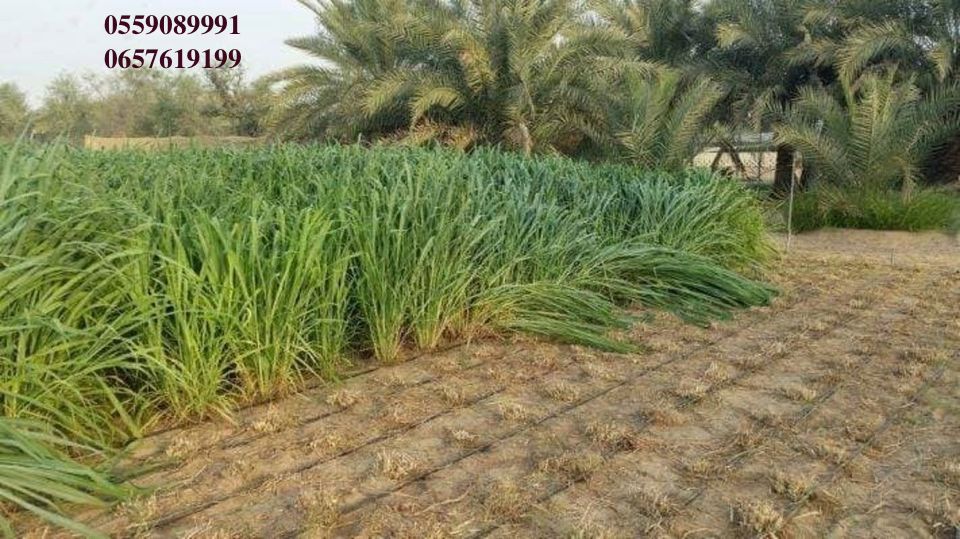 بذور البونيكام الإفريقي -تنزانيا- image 3