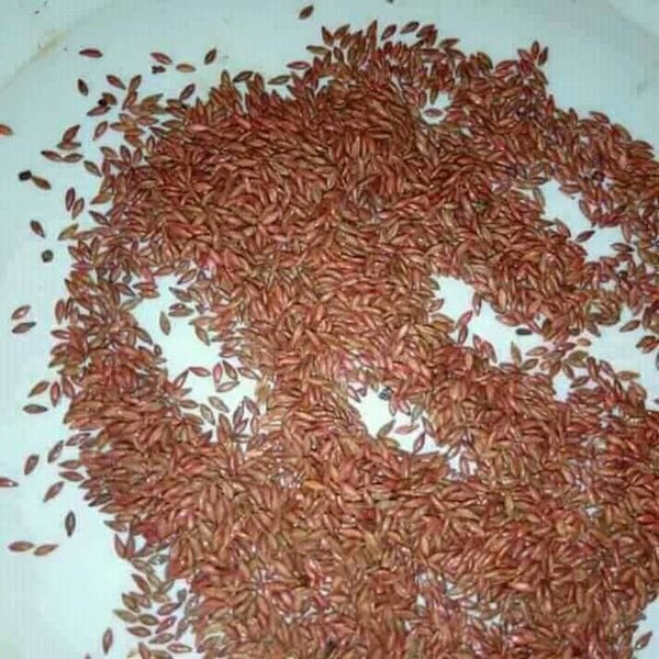 بذور البونيكام الإفريقي -تنزانيا- image 2