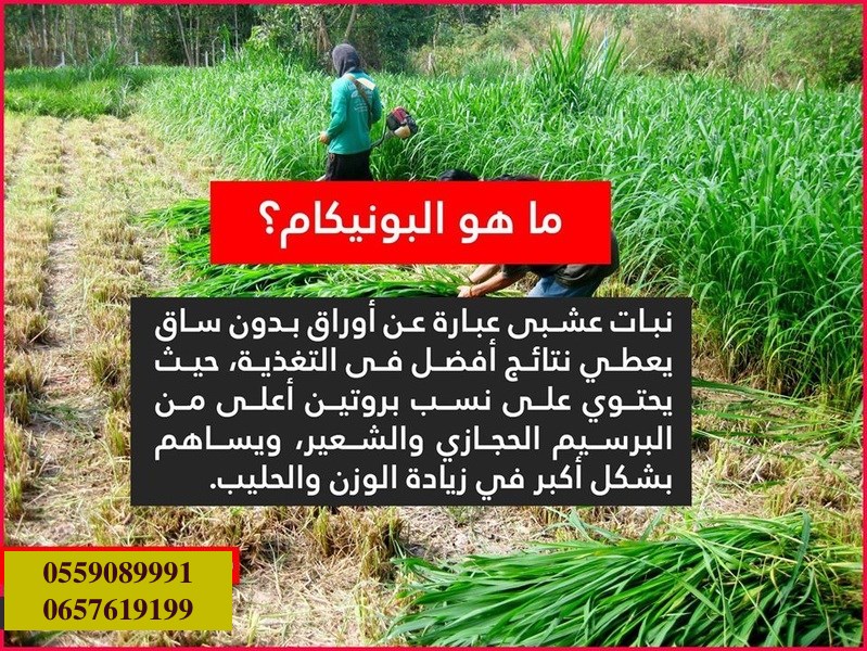بذور البونيكام الإفريقي -تنزانيا- image 4