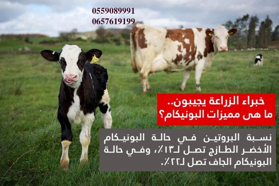 بذور البونيكام الإفريقي -تنزانيا- image 5