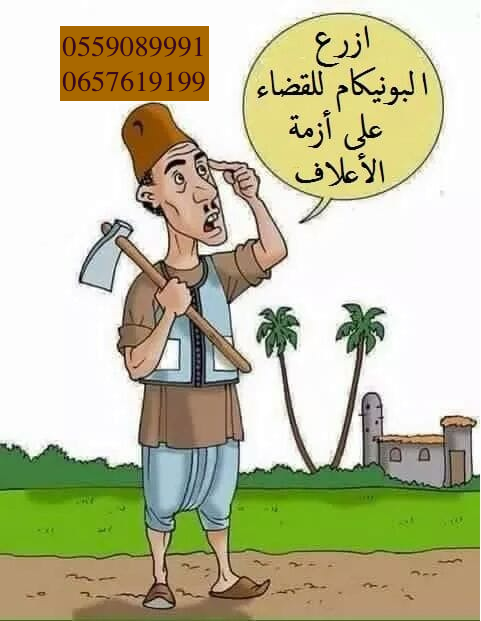 بذور البونيكام الإفريقي -تنزانيا- image 6