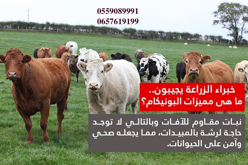 بذور البونيكام الإفريقي -تنزانيا- image 1
