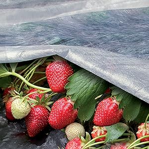 غطاء النباتات الأبيض. Cover plant image 14