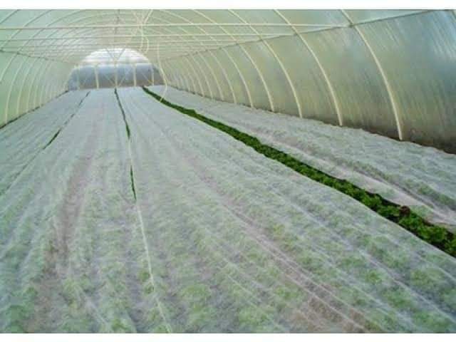 غطاء النباتات الأبيض. Cover plant image 2