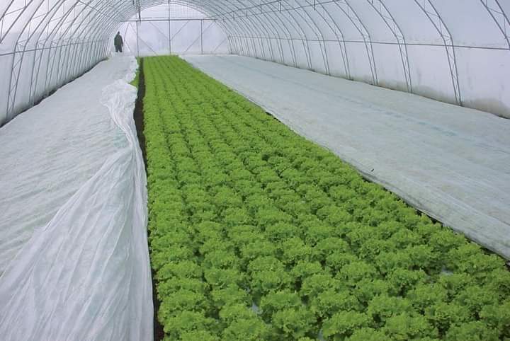 غطاء النباتات الأبيض. Cover plant image 3
