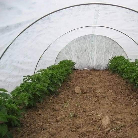 غطاء النباتات الأبيض. Cover plant image 5