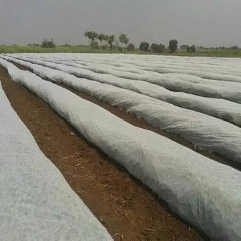 غطاء النباتات الأبيض. Cover plant image 0