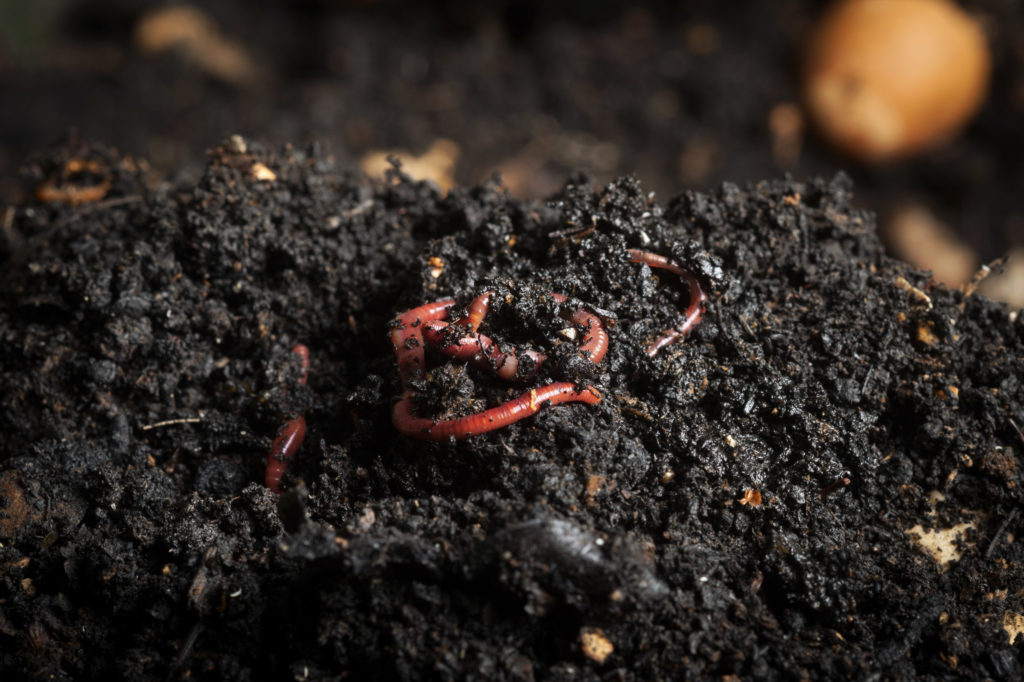 Vermicompost مخصب عضوي للتربة  image 3