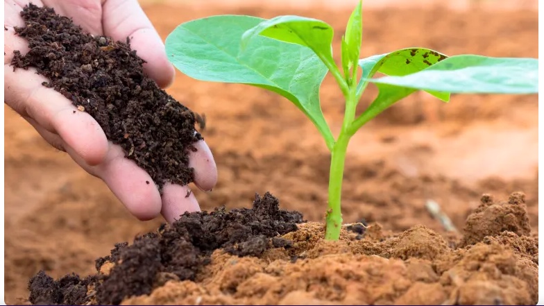 Vermicompost مخصب عضوي للتربة  image 1