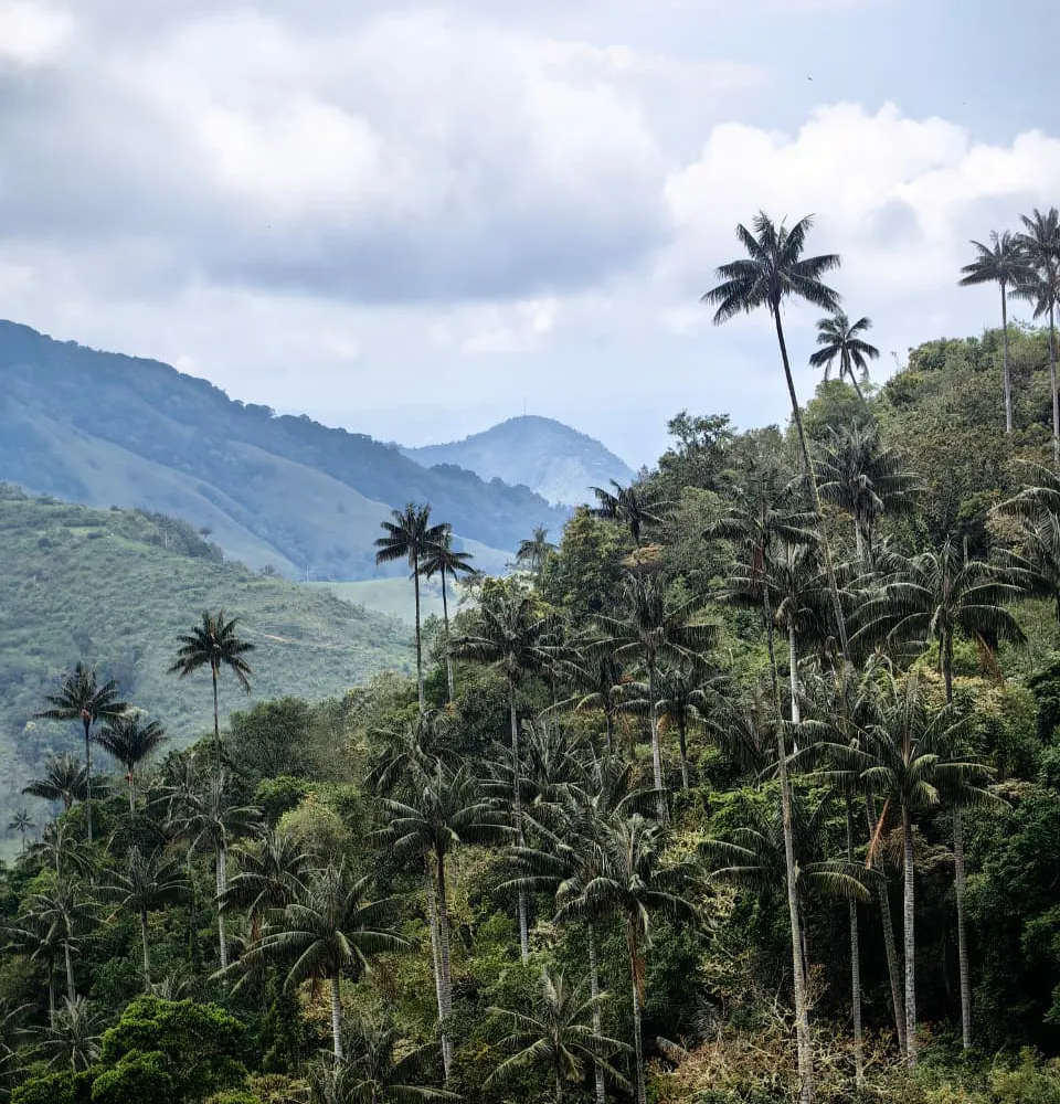 ¿Dónde están las palmas más grandes del mundo?