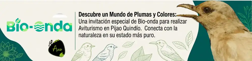 Aviturismo en Pijao - Bio Onda