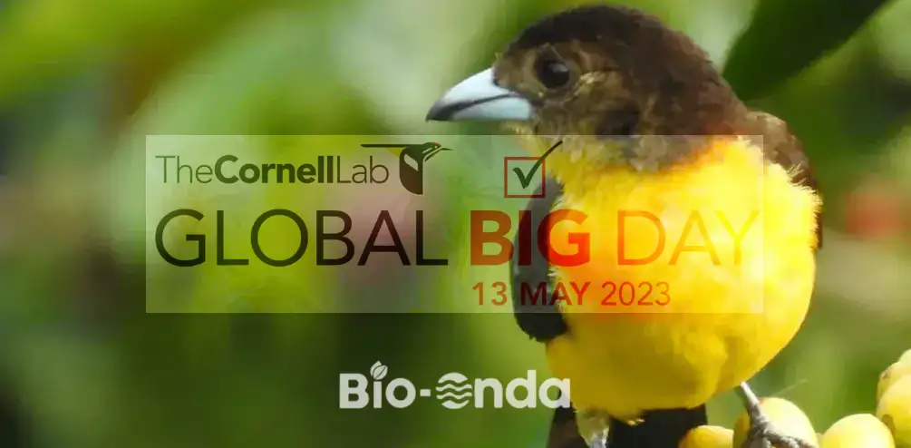 Global Big Day 2026: El día en que el mundo observa las aves (y el Quindío brilla)