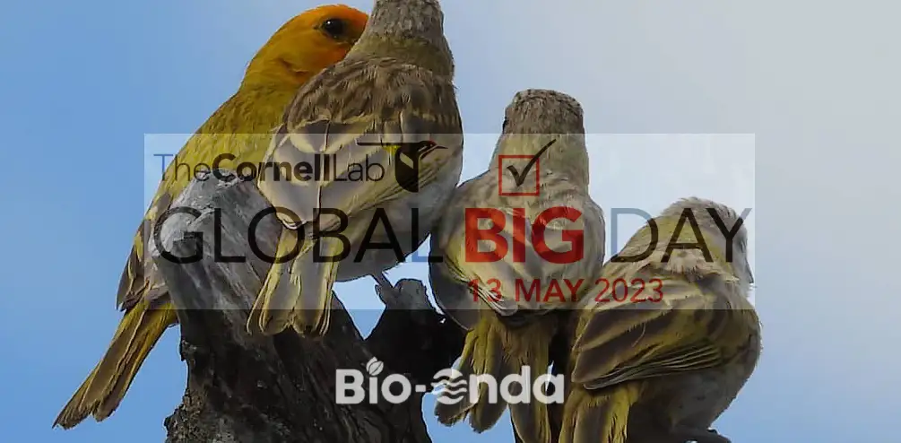 Así se vivió el Global Big Day 2026 desde el Quindío