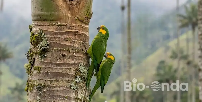 Aves Pijao