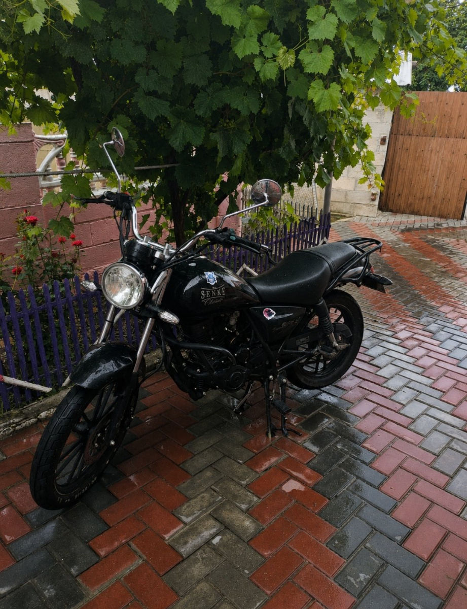 Viper Mongoose 2023