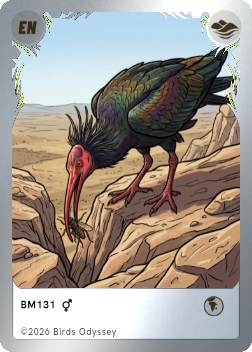 Waldrapp