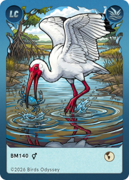 Hvid Ibis