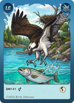 魚鷹