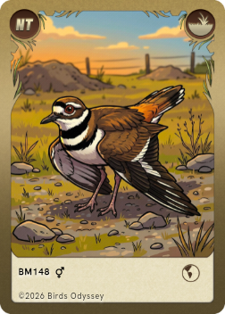 Killdeer
