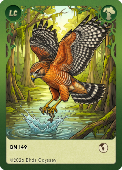 Red-shouldered Hawk