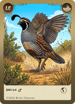 Californisk Topvagtel