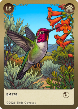 Anna´ Kolibri