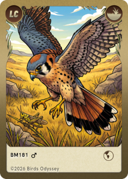 Buntfalke
