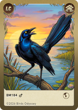 Great-tailed Grackle