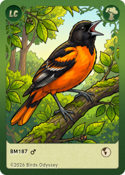 Baltimoretrupial