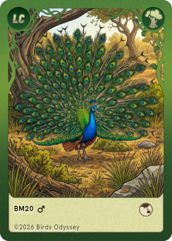 Pfau