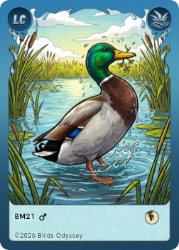 Gråand