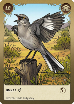 Northern Mockingbird