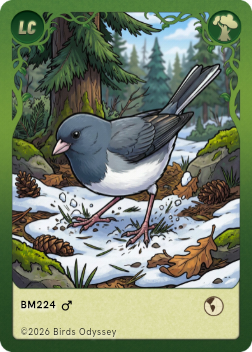 Mørkøjet Junco