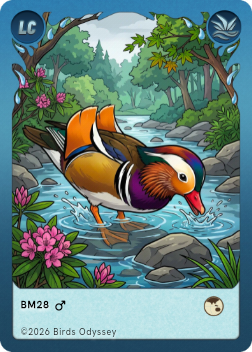 Mandarinand