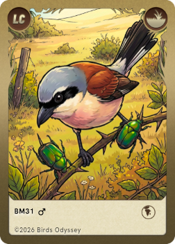 Red-backed Shrike