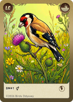 Cardellino