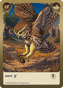 Kirkeugle