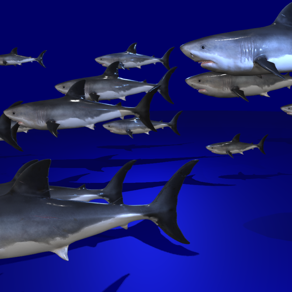 Sharks picture