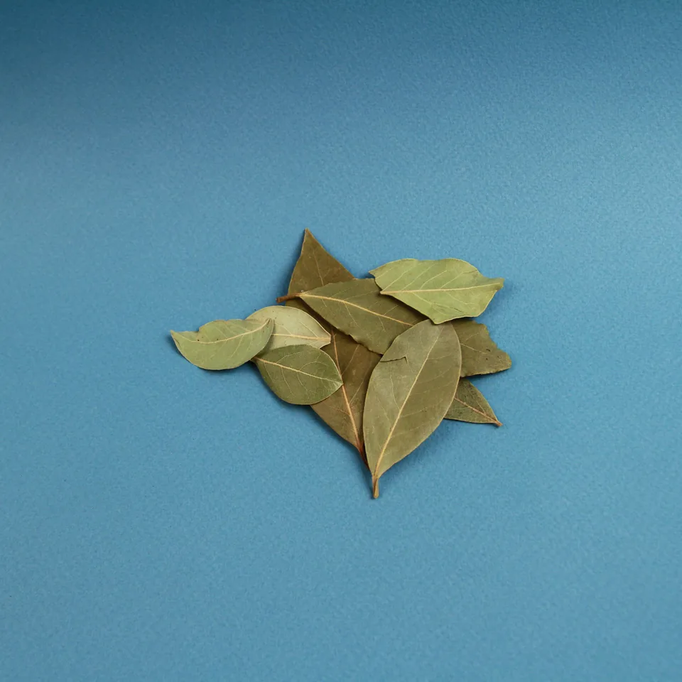 Bay leaf — reference photograph