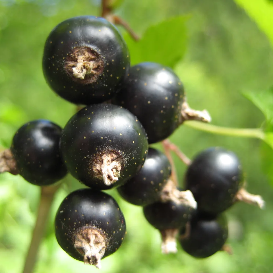 Grosellas negras — fotografía de referencia