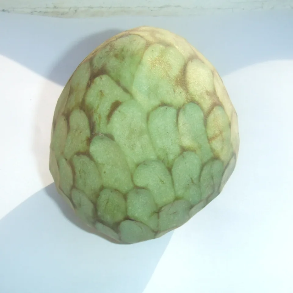 Cherimoya — reference photograph