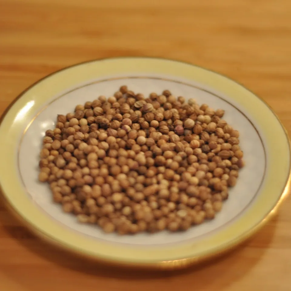 Coriander seed — reference photograph