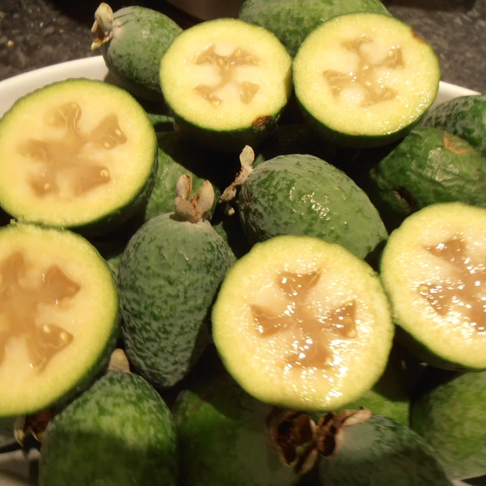 Feijoa — reference photograph