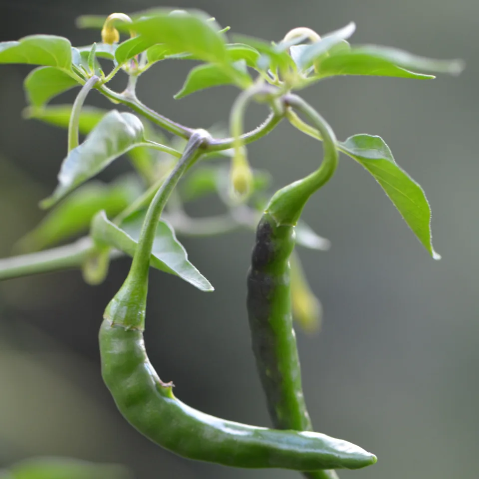 Green chili pepper — reference photograph