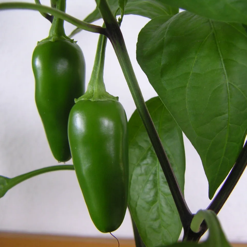 Chile jalapeño — fotografía de referencia