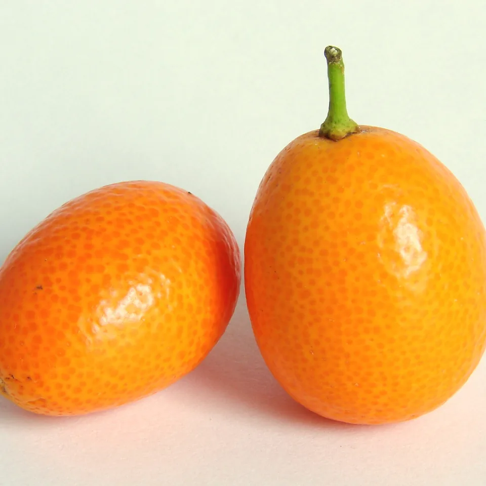 Kumquat — reference photograph