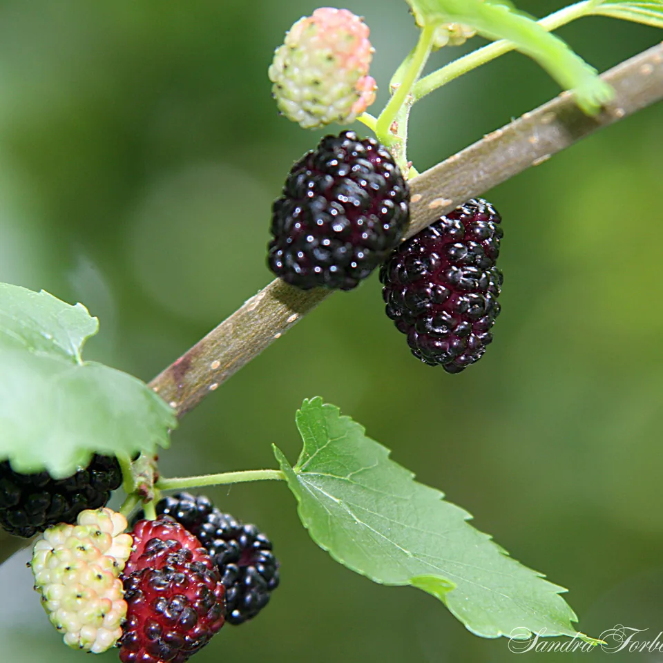 Moras de morera — fotografía de referencia